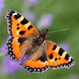 Butterflies